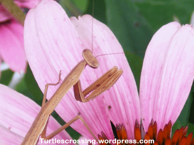 Close up showing the powerful front forelegs of the praying mantis