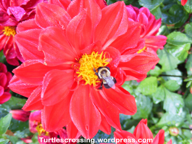 Bumble Bee (Bombus cf. bimaculatus) on Dahlia