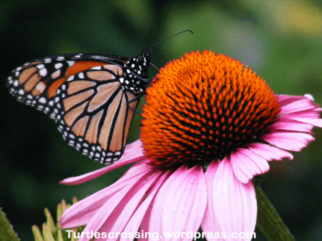 Monarch Butterfly on Echinacea spp.